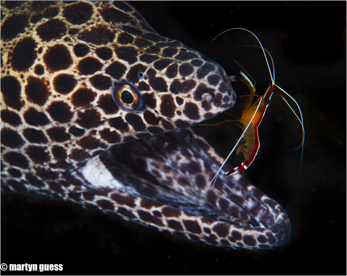 Booking opens for mini photo workshops at GO Diving Show 1