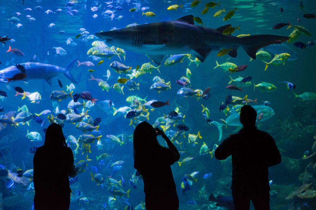 Exhibitor Listing 2022 - Blue Planet Aquarium 2